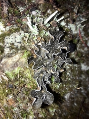 Pseudocyphellaria intricata