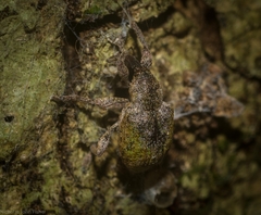 Hyperinae