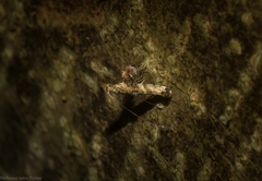 Cyphosticha panconita