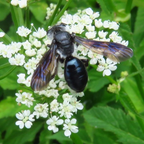 Foto von Senf-Blauschillersandbiene