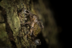 Hyperinae