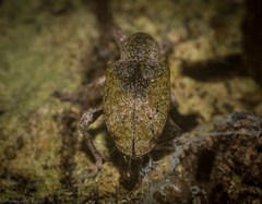 Hyperinae