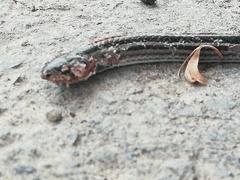 Oligodon octolineatus