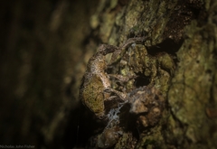 Hyperinae