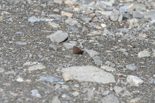 Ross's Alpine photo 5