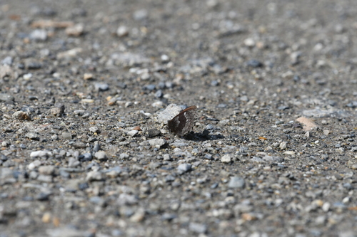 Arctic Ringlet photo 3