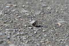 Erebia disa
