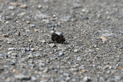 Erebia disa