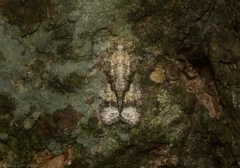Polylopha epidesma
