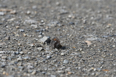 Erebia disa