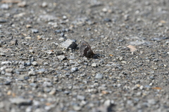 Erebia disa
