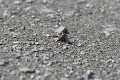 Erebia disa