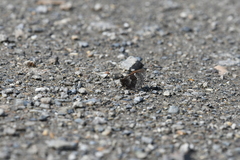 Erebia disa