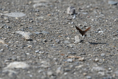Erebia disa