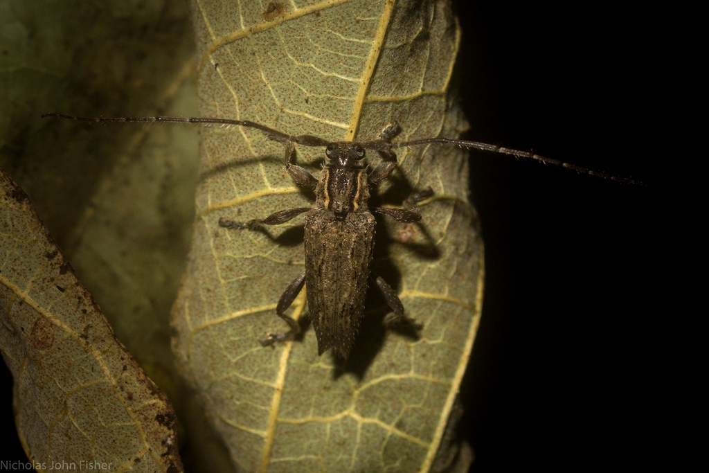 Didymocentrotus denticollis