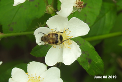 Lasiotrichius succinctus