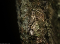 Polylopha epidesma