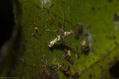 Cyphosticha panconita