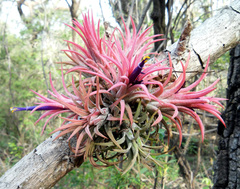Tillandsia ionantha