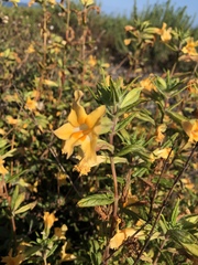 Diplacus longiflorus