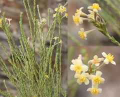 Struthiola leptantha