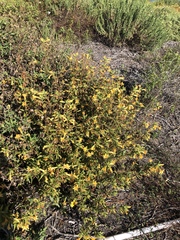 Diplacus longiflorus