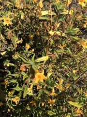 Diplacus longiflorus