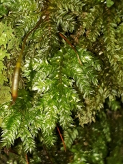 Hypnodendron arcuatum