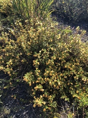 Diplacus longiflorus