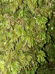 Hypnodendron arcuatum