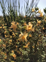 Diplacus longiflorus