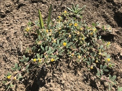 Acmispon wrangelianus