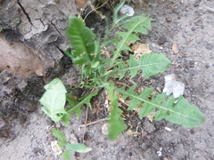 Taraxacum officinale