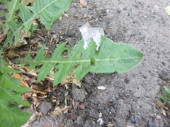 Taraxacum officinale