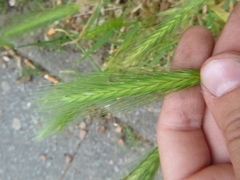 Hordeum murinum
