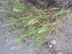 Hordeum murinum
