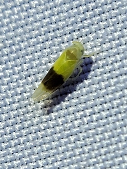 Typhlocyba transviridis