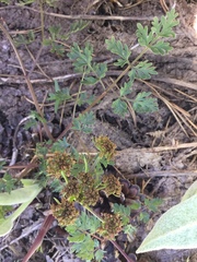 Lomatium dissectum