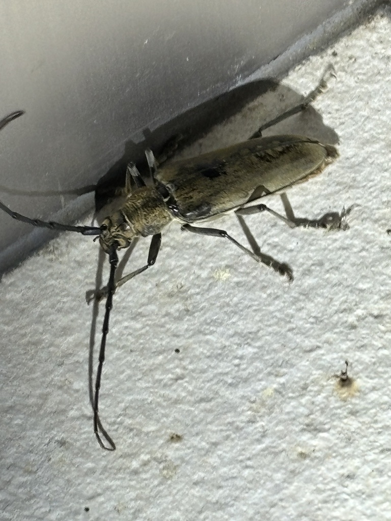 Neocerambyx raddei from 本州, 桜井市, 奈良県, JP on July 29, 2024 at 09:38 PM ...