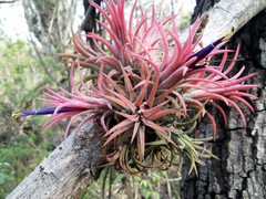 Tillandsia ionantha
