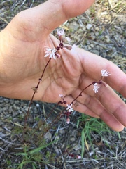 Lithophragma glabrum