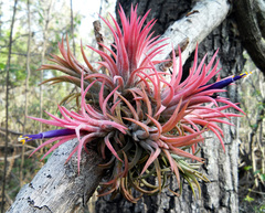 Tillandsia ionantha