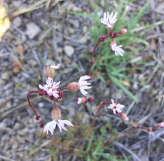 Lithophragma glabrum