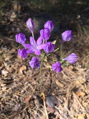 Triteleia bridgesii