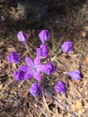 Triteleia bridgesii