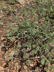 Artemisia arbuscula