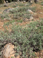 Artemisia arbuscula
