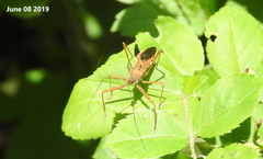 Epidaus tuberosus
