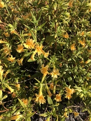 Diplacus longiflorus