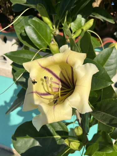 Image of Solandra maxima by (c) Gabi Lopes, some rights reserved (CC BY)
